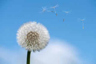 Les différents types d'allergies