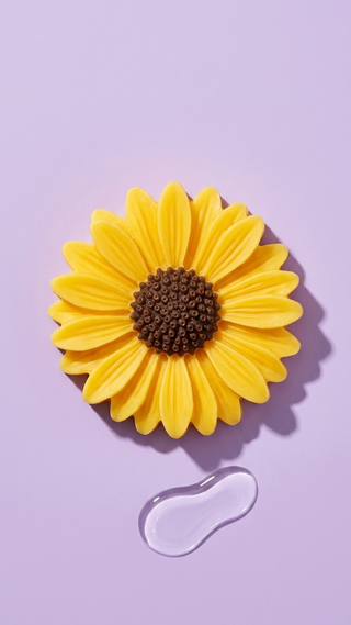 Lapo - Tournesol