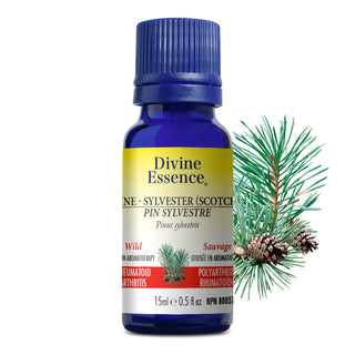 Divine essence - Pin sylvestre sauvage - 15 ml
